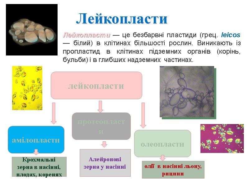 Лейкопласти Лейкопласти — це безбарвні пластиди (грец. lеіcos — білий) в клітинах більшості рослин.